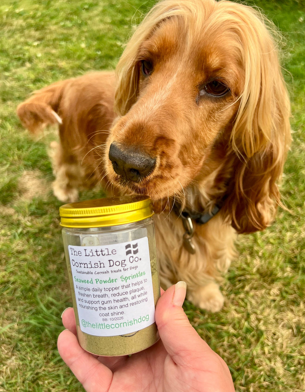 Seaweed Powder Sprinkles for Dogs - Natural Kelp Supplement