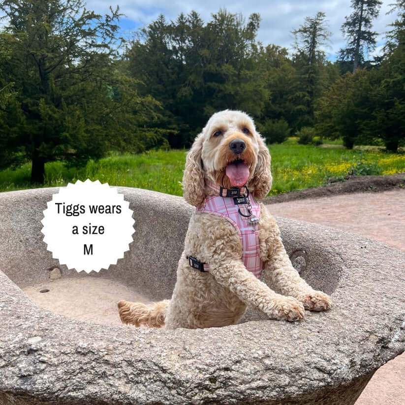 Oxford "Blush" Adjustable Dog Collar – by Flossie & Floof