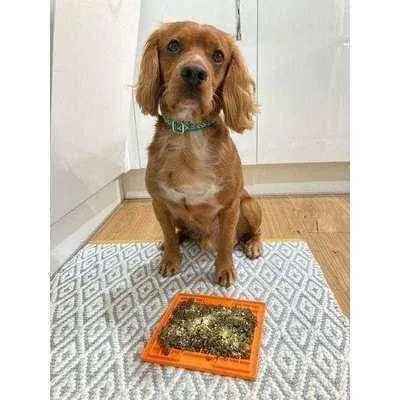 Finnigan's Enchanted Pup Dog Collar Set